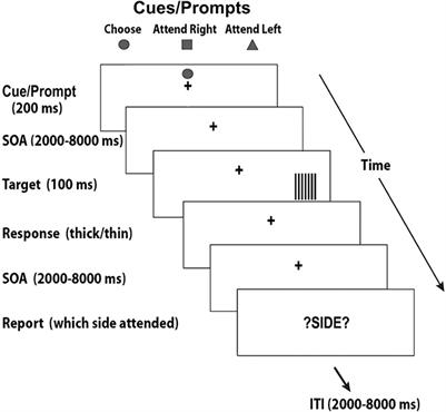 Placing willed attention in context: a review of attention and free will